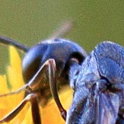 Gasteruption jaculator